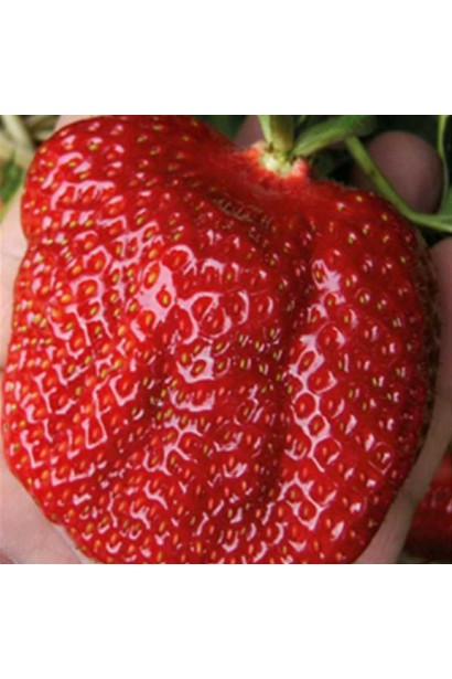 Полуниця садова Гігантела Максі